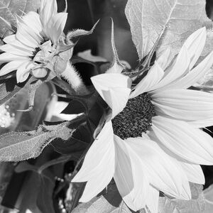 Meet your Posher, Nun Ya